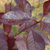 Черемуха пурпурная (Сибирская красавица) В наличии саженцы 20-30см,в горшке 0,5 л #2