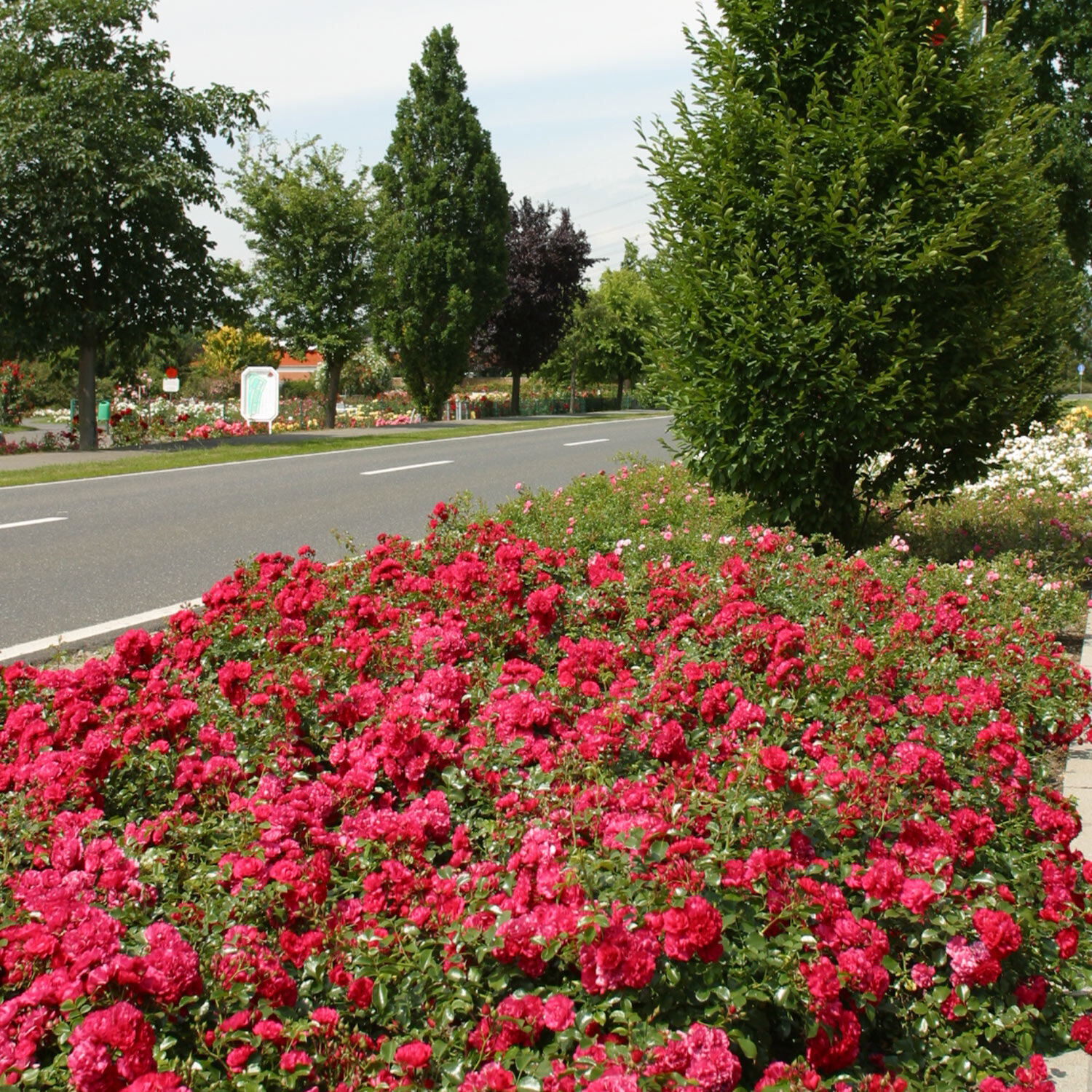 Роза Гартнерфройде (Rosa Gärtnerfreude) 15л