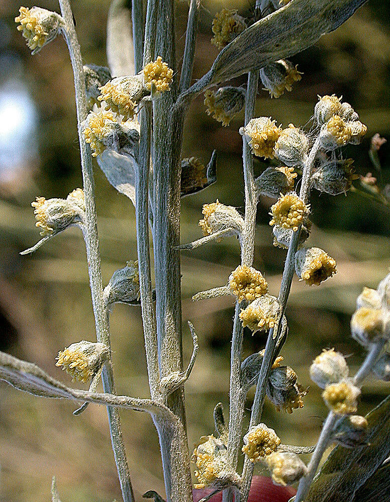 Полынь Людовика (Artemisia ludoviciana) 2л 3