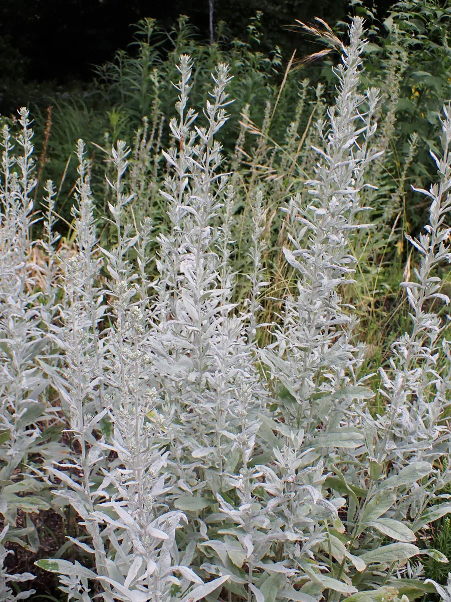 Полынь Людовика (Artemisia ludoviciana) 2л 2