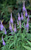 Вероника длиннолистная (Veronica longifolia) 2л #1