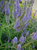 Вероника длиннолистная (Veronica longifolia) 2л #3