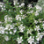 Гортензия метельчатая Дартс Литл Дот - Дарлинго (Hydrangea paniculata Darlido / Dart's Little Dot) 10 - 15 л контейнеры #3