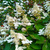Гортензия метельчатая Киушу (Hydrangea paniculata Kyushu) 5л #2