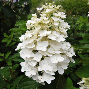 Гортензия метельчатая Киушу (Hydrangea paniculata Kyushu) 5л #1