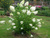 Гортензия метельчатая Киушу (Hydrangea paniculata Kyushu) 5л #3