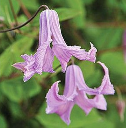 Клематис фиолетовый Фейри Бэлс (Clematis viticella Fairy Bells) 2л 60-90см