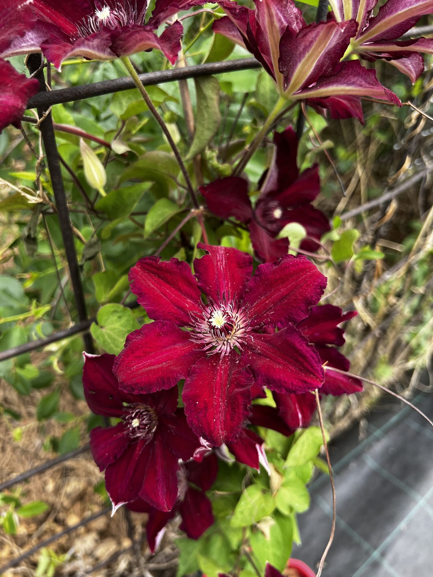 Клематис гибридный Стасик (Clematis hybriden Stasik) 2л 60-90см, цена в  Санкт-Петербурге от компании Вилла-планта (садовый центр и питомник  растений, ландшафтное бюро)