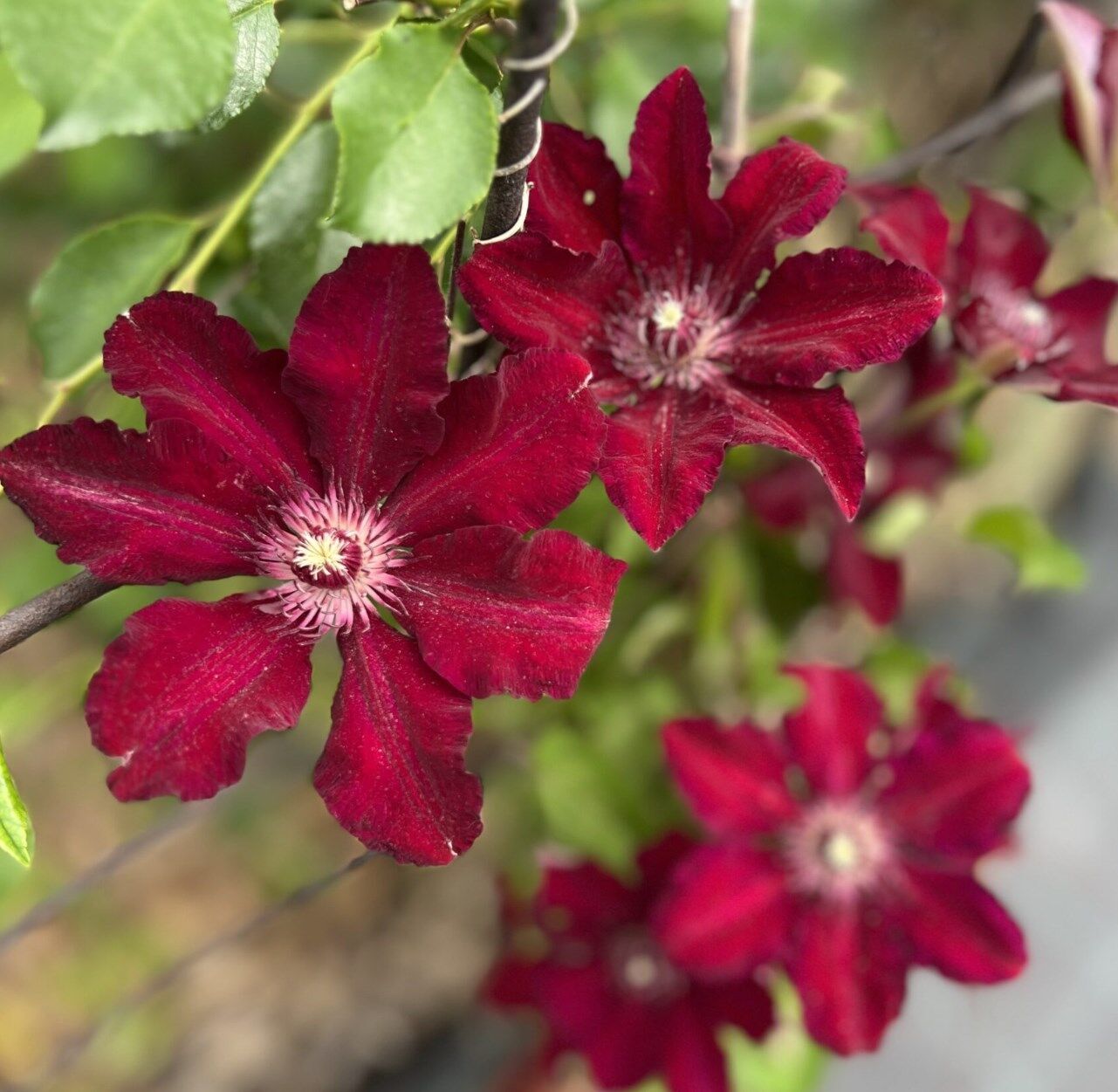 Клематис гибридный Стасик (Clematis hybriden Stasik) 2л 60-90см, цена в  Санкт-Петербурге от компании Вилла-планта (садовый центр и питомник  растений, ландшафтное бюро)