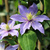 Клематис фиолетовый Джуста (Clematis viticella Justa) 2л 60-90см #2