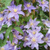 Клематис фиолетовый Джуста (Clematis viticella Justa) 2л 60-90см #3