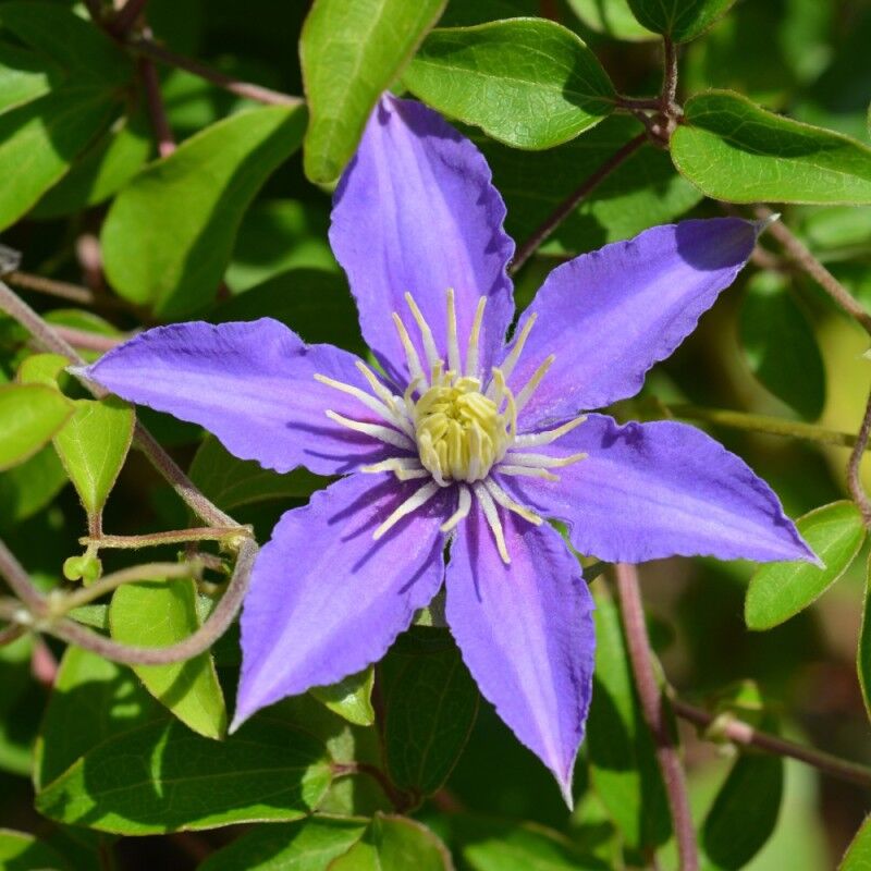 Клематис фиолетовый Джуста (Clematis viticella Justa) 2л 60-90см