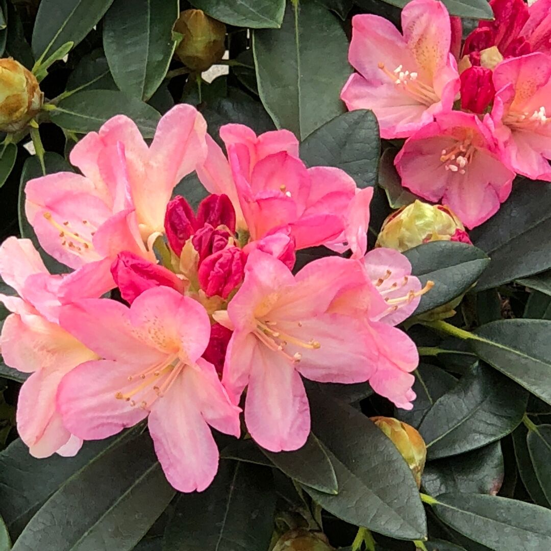 Рододендрон якушиманский Перси Вайсман (Rhododendron yakushimanum Percy  Wiseman) 5л 20-25см