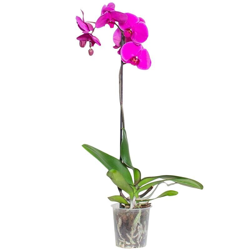 Растение Орхидея фаленопсис Фиолетовый цветок с круглым горшком прозрачного цвета(60-70 см) Grinoteka