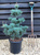 Сосна мелкоцветковая Негиши (Pinus parviflora Negishi) 5л контейнер, 30-40 см #1