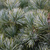 Сосна мелкоцветковая Негиши (Pinus parviflora Negishi) 5л контейнер, 30-40 см #3
