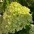 Гортензия метельчатая Би Грин (Hydrangea paniculata Bee Green) 5-7л 3-6 веток Свежая посадка Новинка #2