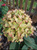 Гортензия метельчатая Би Грин (Hydrangea paniculata Bee Green) 5-7л 3-6 веток Свежая посадка Новинка #3