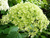 Гортензия древовидная Баунти (Hydrangea arborescens Bounty) 5 л Новинка #1
