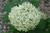 Гортензия древовидная Баунти (Hydrangea arborescens Bounty) 5 л Новинка #2