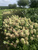 Гортензия метельчатая Пиксио (Hydrangea paniculata Pixio) 5-7л 3-6 веток Свежая посадка Новинка #3