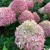 Гортензия метельчатая Пиксио (Hydrangea paniculata Pixio) 5-7л 3-6 веток Свежая посадка Новинка #2