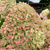 Гортензия метельчатая Пиксио (Hydrangea paniculata Pixio) 5-7л 3-6 веток Свежая посадка Новинка #1