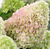 Гортензия метельчатая Литл Фреско (Hydrangea paniculata Little Fresco) 5-7л 3-6 веток Свежая посадка Новинка #2