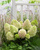 Гортензия метельчатая Литл Фреско (Hydrangea paniculata Little Fresco) 5-7л 3-6 веток Свежая посадка Новинка #3