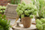 Гортензия метельчатая Петит Черри (Hydrangea paniculata Prtite Cherry) 5-7л 3-6 веток Свежая посадка Новинка #1