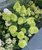 Гортензия метельчатая Петит Черри (Hydrangea paniculata Prtite Cherry) 5-7л 3-6 веток Свежая посадка Новинка #3