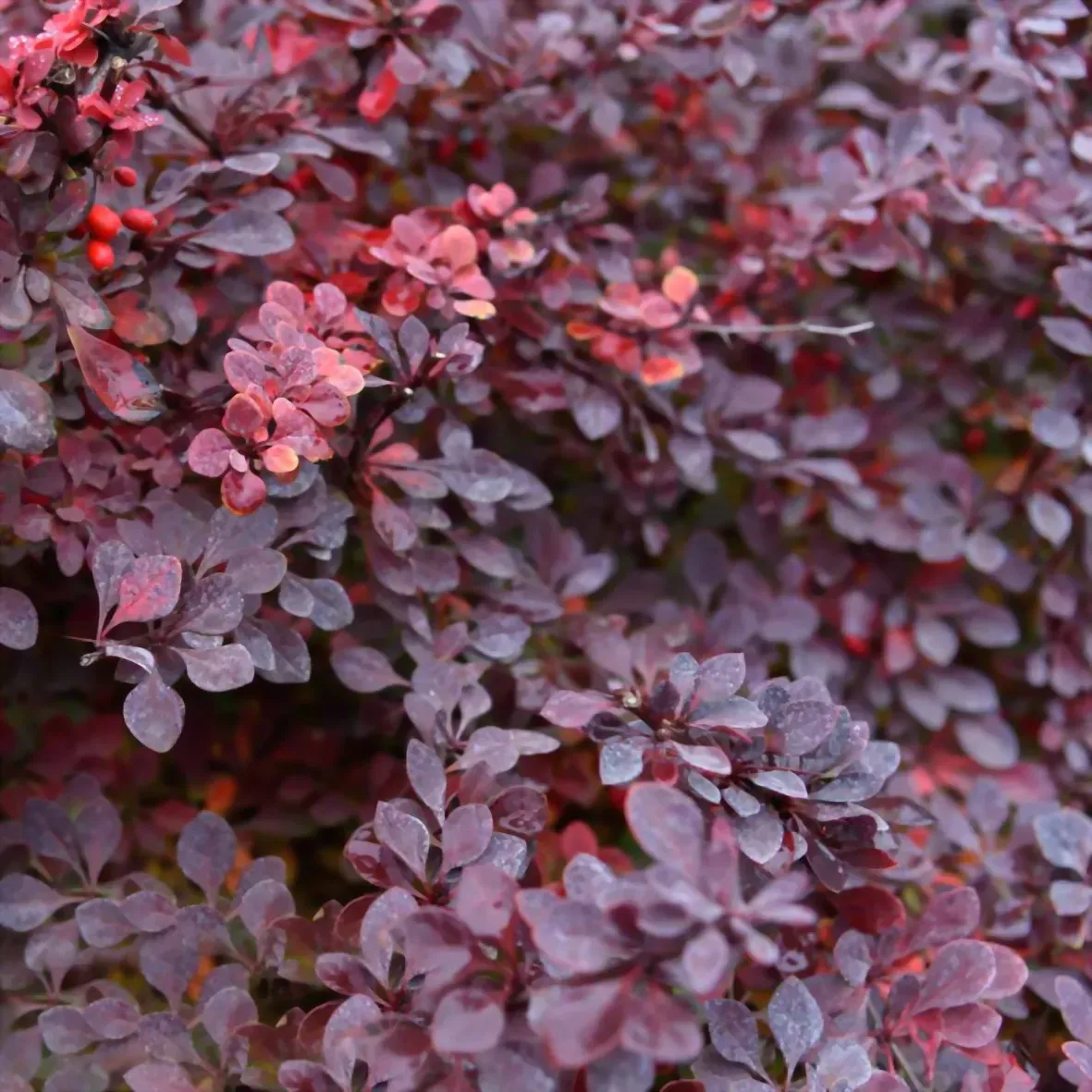 Цвет барбариса. Барбарис Тунберга. Барбарис Тунберга (Berberis thunbergii). Барбарис Тунберга Carmen. Барбарис Тунберга (Berberis thunbergii) «Carmen».