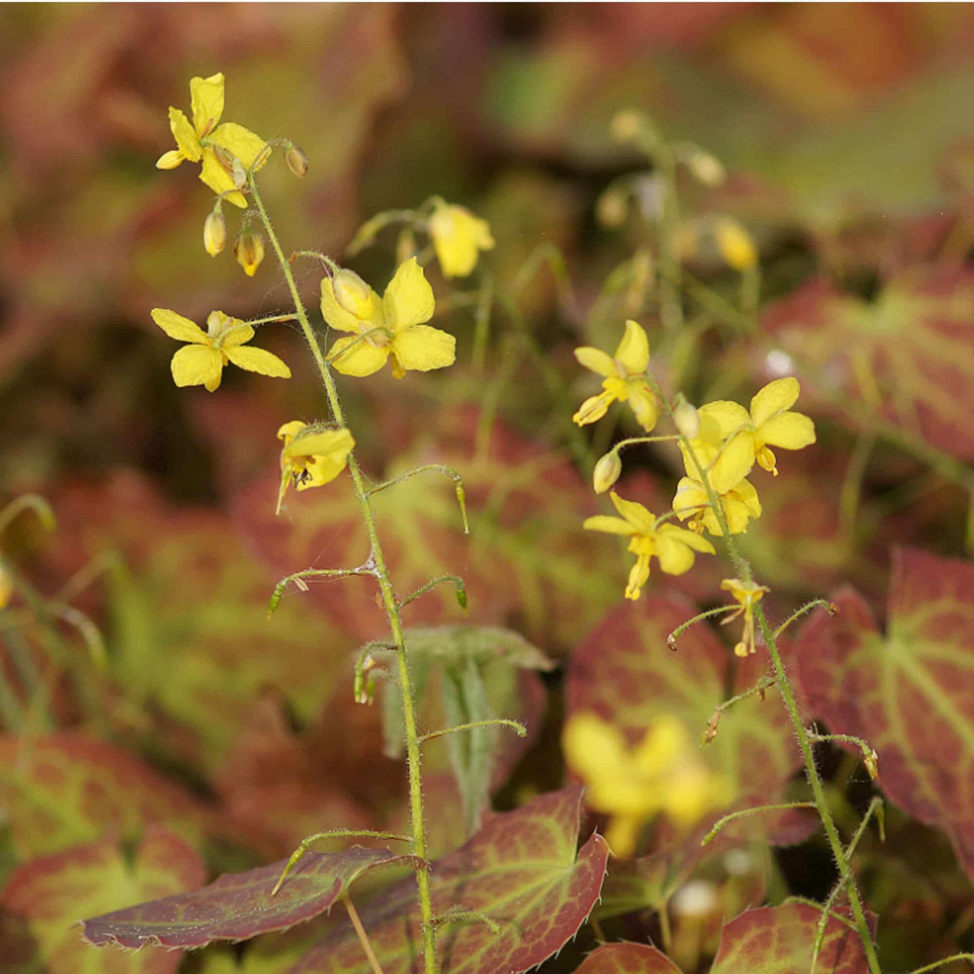 Горянка перальчиковая Фронлайтен (Epimedium perralchicum Frohnleiten) 2л,  цена в Санкт-Петербурге от компании Вилла-планта (садовый центр и питомник  растений, ландшафтное бюро)